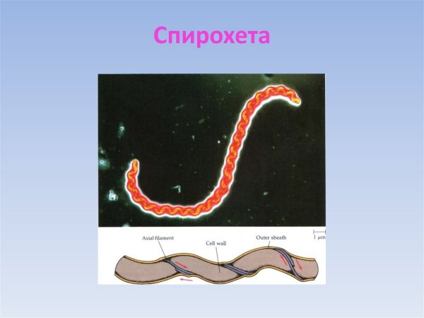 Формы бактерий спириллы спирохеты