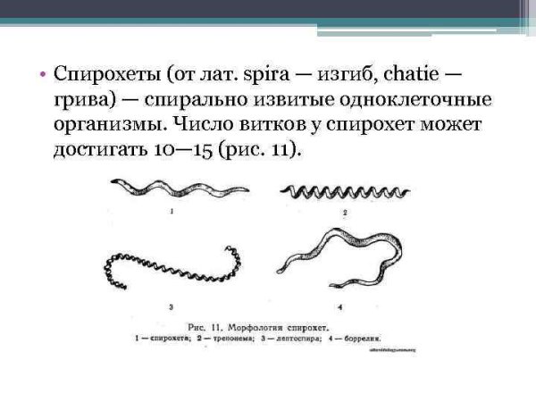 Извитые формы бактерий рисунок