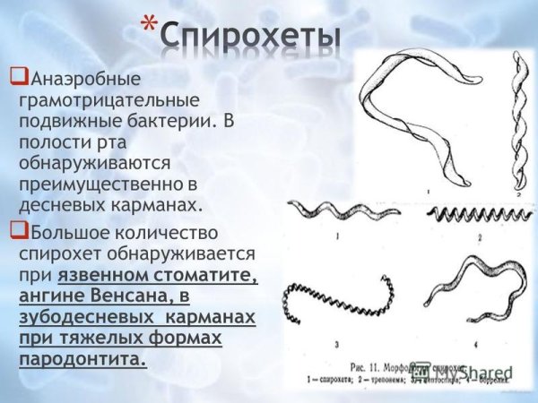 Извитые бактерии вибрионы спириллы спирохеты