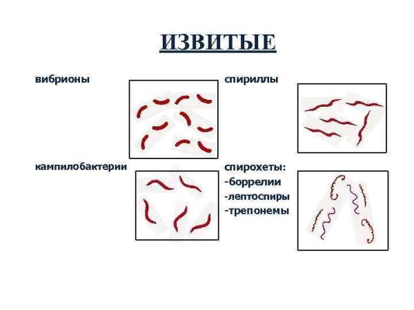 Сапротрофные спирохеты