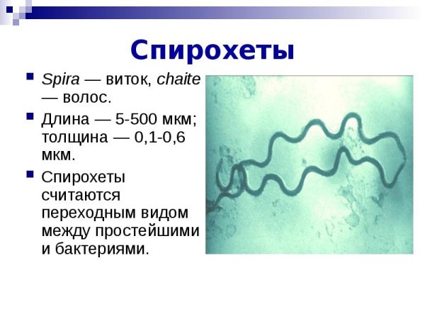 Протоплазматический цилиндр спирохет