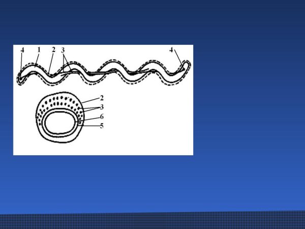 Спириллы и спирохеты