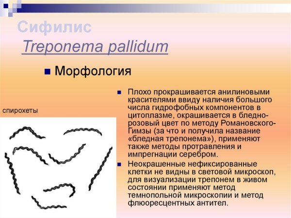 Паразитизм спирохет
