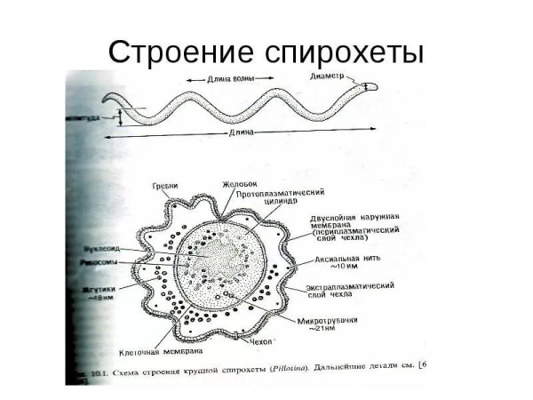 Спирохеты трепонемы боррелии лептоспиры
