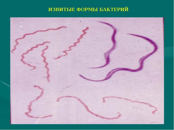 Спирохеты форма бактерии