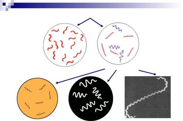 Форма микроорганизмов извитые формы вибрионы