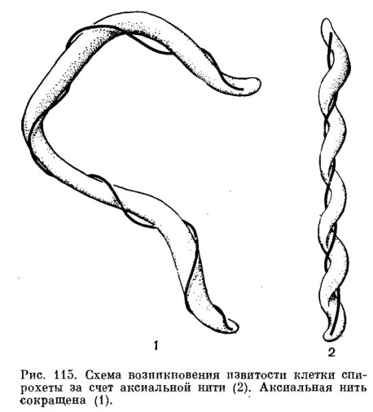 Строение спирохет схема