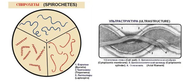 Спириллы и спирохеты
