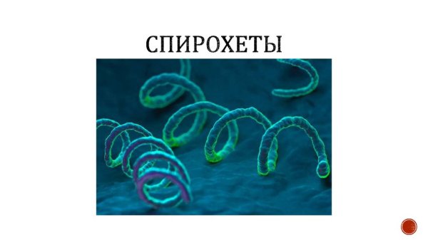 Спирохеты и спириллы микробиология