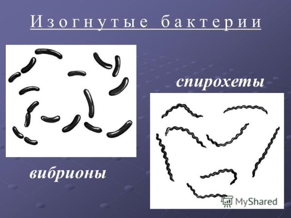 Возбудитель сифилиса трепонема