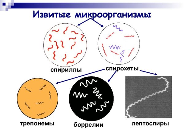 Лептоспиры антигенная структура