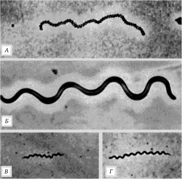Ультраструктура спирохет