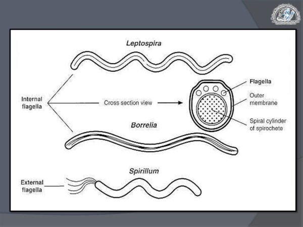 Спирохеты бактерии рисунок
