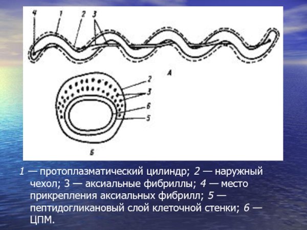 Форма бактерии спириллы