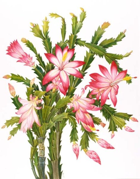 Амариллис декабрист