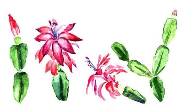 Анатомия цветка декабриста