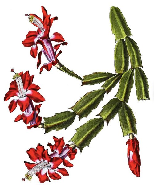 Декабрист растение