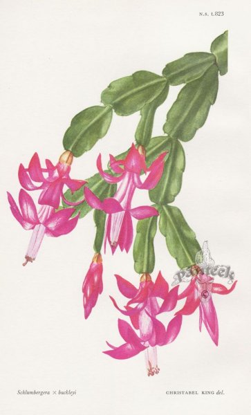Ботаника.цветок шлюмбергера.