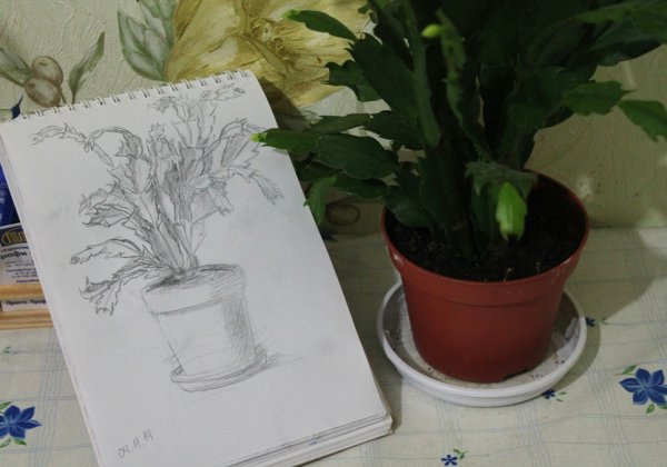 Рисование с натуры комнатное растение