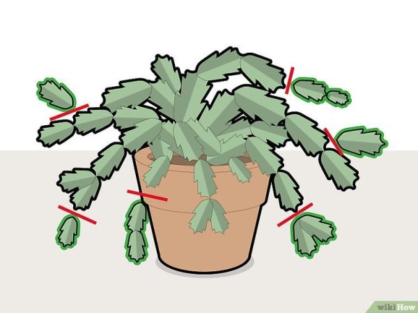 Размножение зигакактус