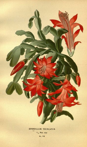 Эпифиллум Ботаническая иллюстрация