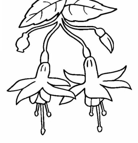 Фуксия раскраска