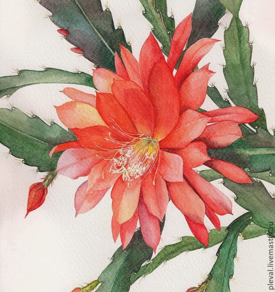 Эпифиллум Ботаническая иллюстрация