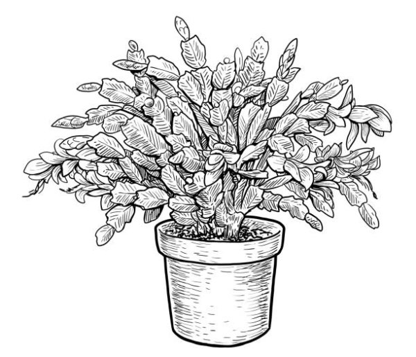 Декабрист цветок раскраска