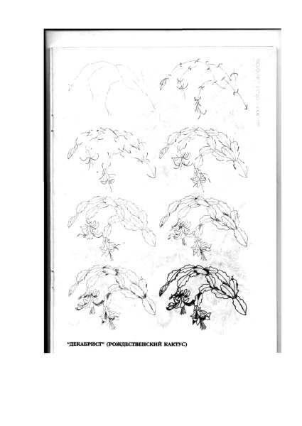 Цветок декабрист рисунок карандашом