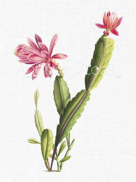 Декабрист ботаника