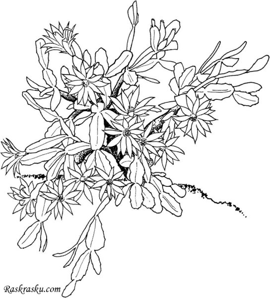 Декабрист цветок раскраска