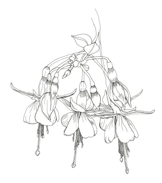 Фуксия карандашом