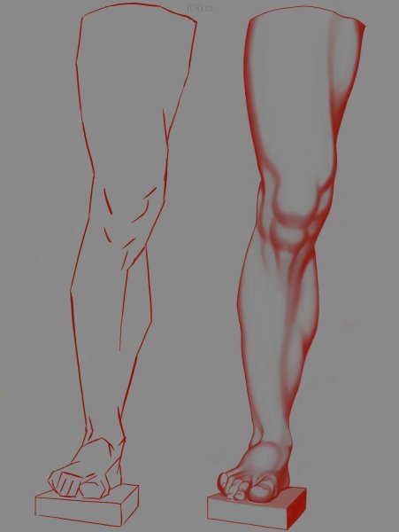 Женские ноги анатомия