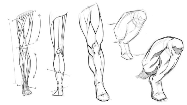 Зарисовки мышц ног
