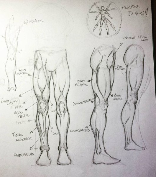 Мышцы ног карандашом