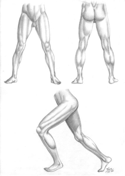 Мышцы ног для рисования