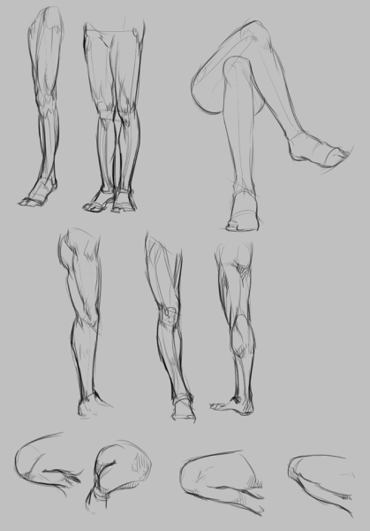 Ноги референс анатомия