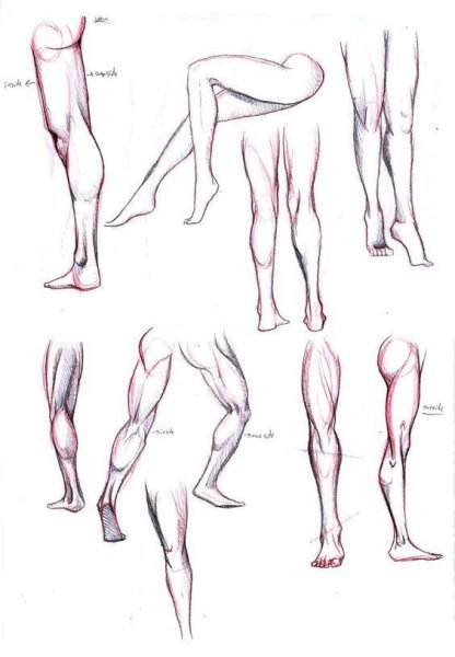 Ноги референс анатомия анатомия