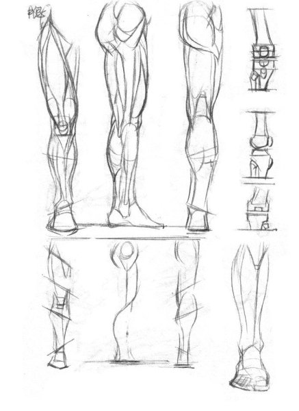 Ноги референс анатомия анатомия