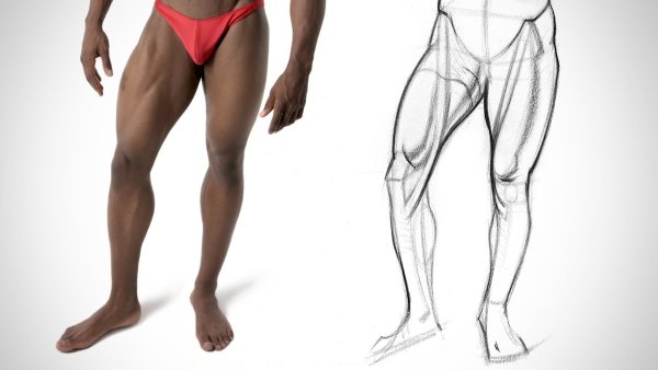 Мышцы ног референс