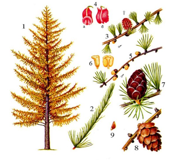 Хвоинки лиственницы