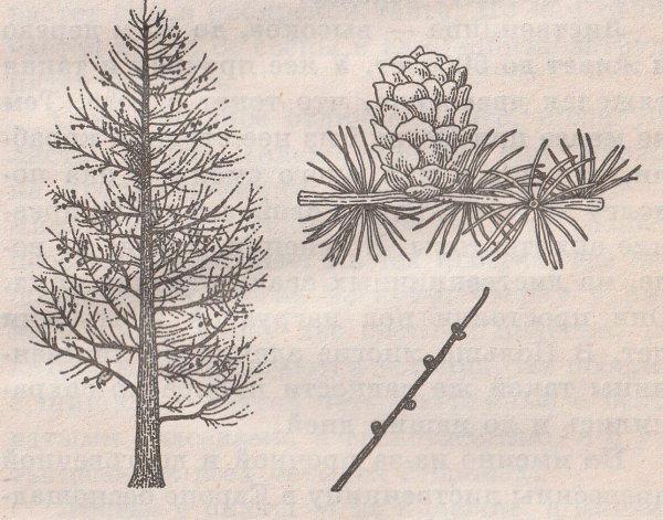 Крона лиственницы