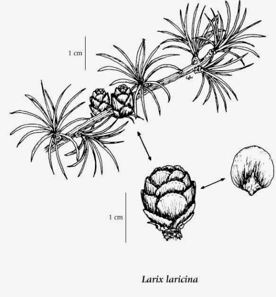Лиственница Сибирская укороченные побеги