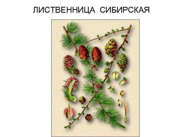 Строение лиственницы