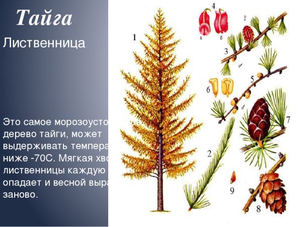 Растения тайги лиственница