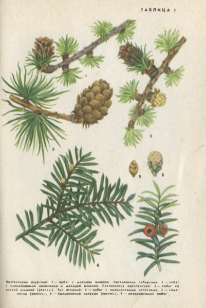 Лиственница Даурская побег