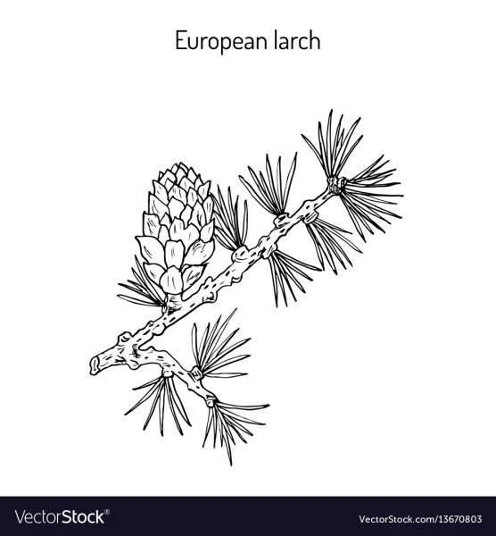 Линейная Графика лиственница картинки рисунки