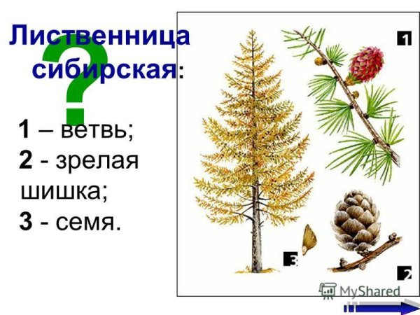 Лиственница европейская строение