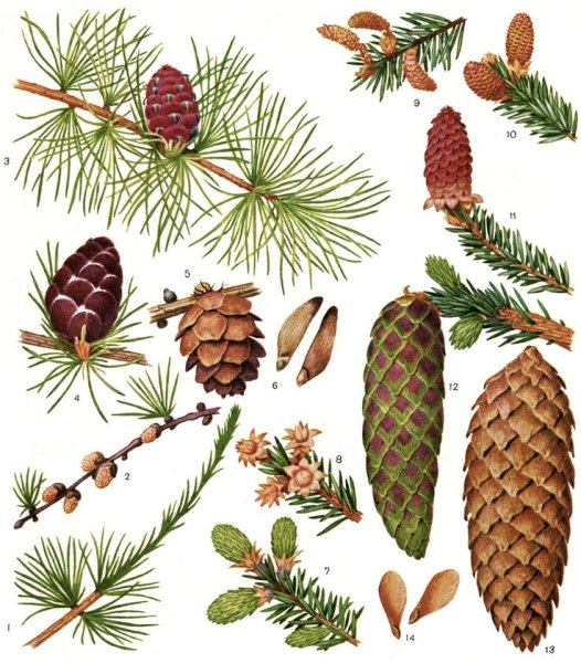 Семейство сосновые Pinaceae