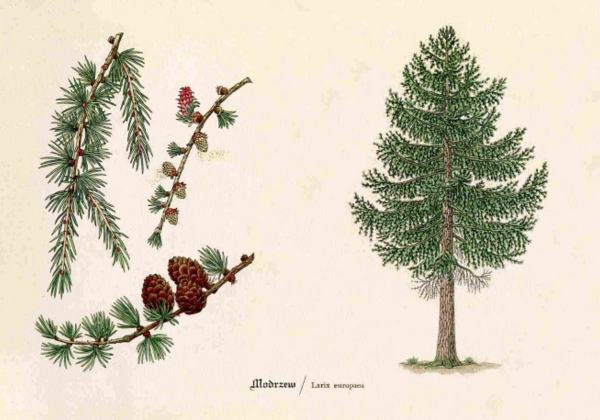 Лиственница Сибирская Ботанический рисунок